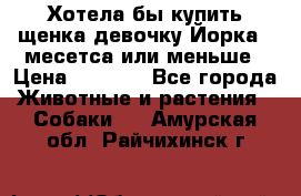 Хотела бы купить щенка девочку Йорка 2 месетса или меньше › Цена ­ 5 000 - Все города Животные и растения » Собаки   . Амурская обл.,Райчихинск г.